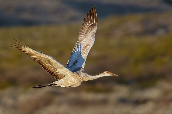 Jones, Adam 아티스트의 Sandhill crane flying Bosque del Apache National Wildlife Refuge-New Mexico작품입니다.